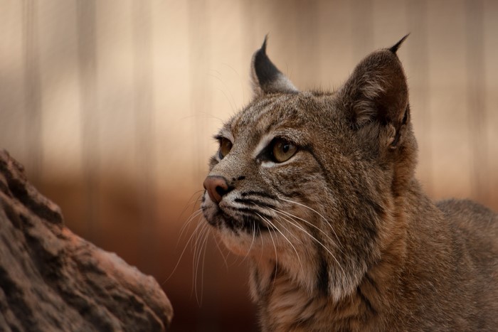 Bobcat looking to the left