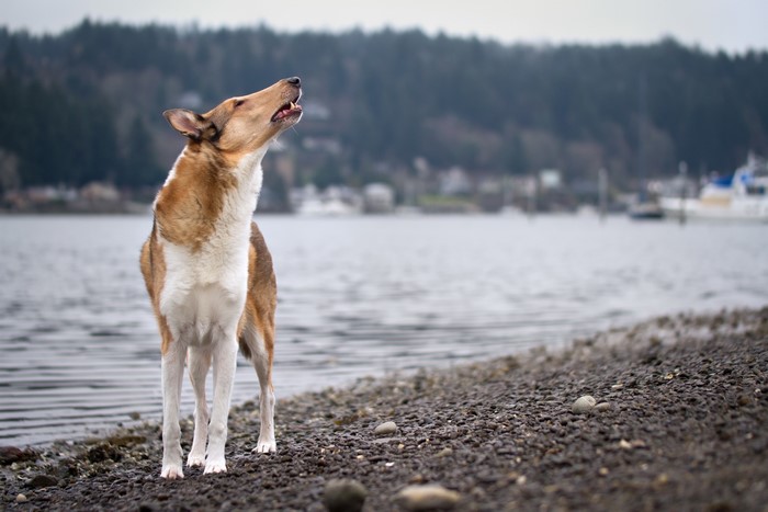 Smooth Collie dog howling by the water