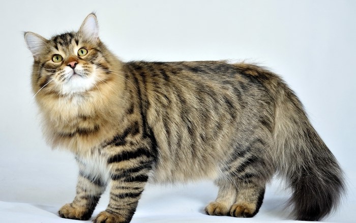 Tabby cat with green eyes looking up