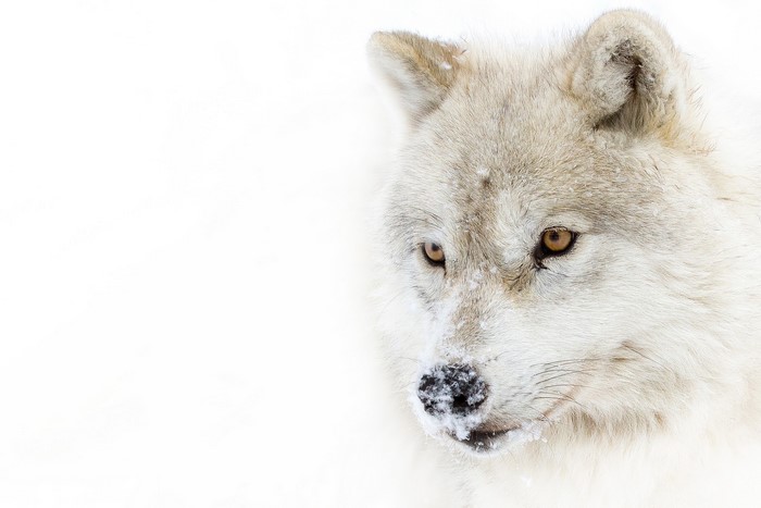 Close-up of an Arctic wolf in the snow
