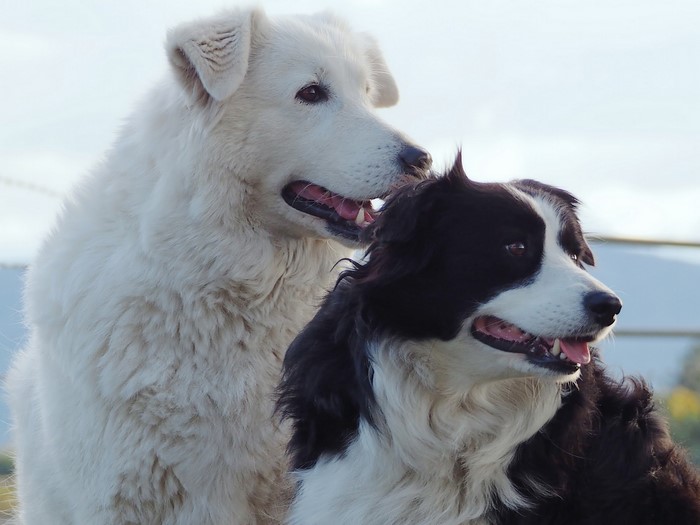 Two dogs, a white Great Pyrenees and a black and white Border Collie