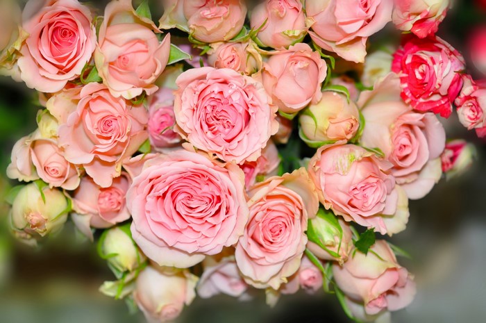 A close-up bouquet of pink and red roses