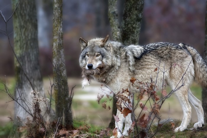 Wolf carrying prey in a forest