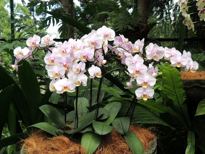4K Orchid