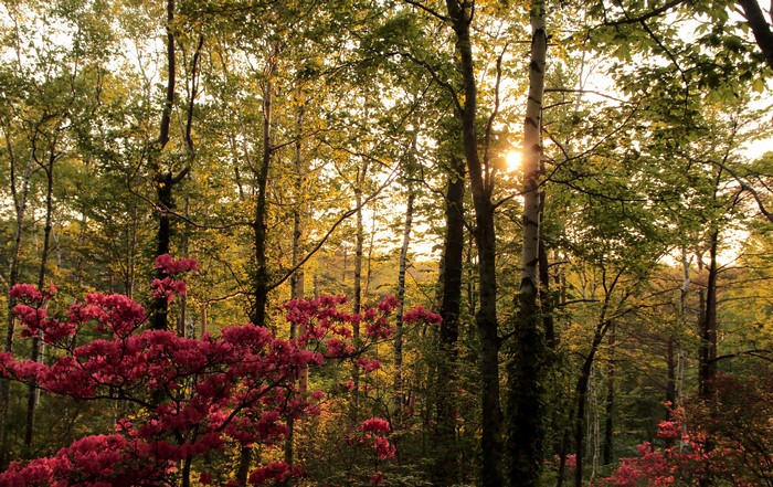 Sunlight filtering through trees in a forest with pink azaleas