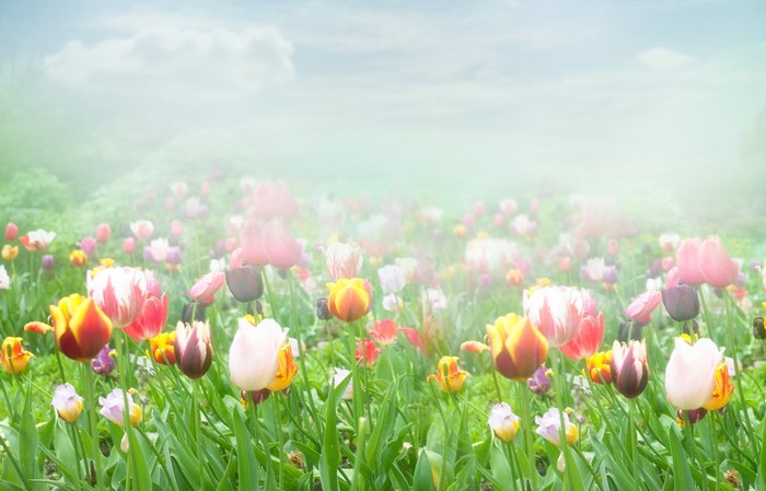 Tulip Field in Fog