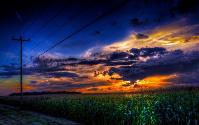 Sunset over a cornfield with a telephone pole