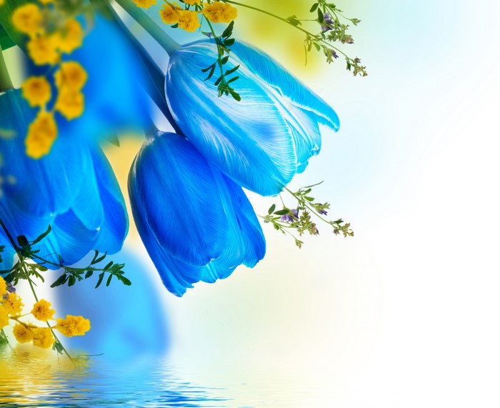 Blue Tulips with Yellow Flowers and Water Reflection