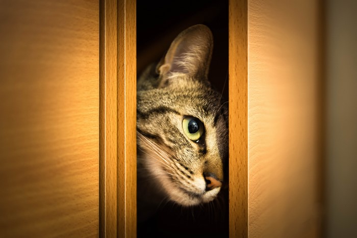 Cat peeking through a doorway