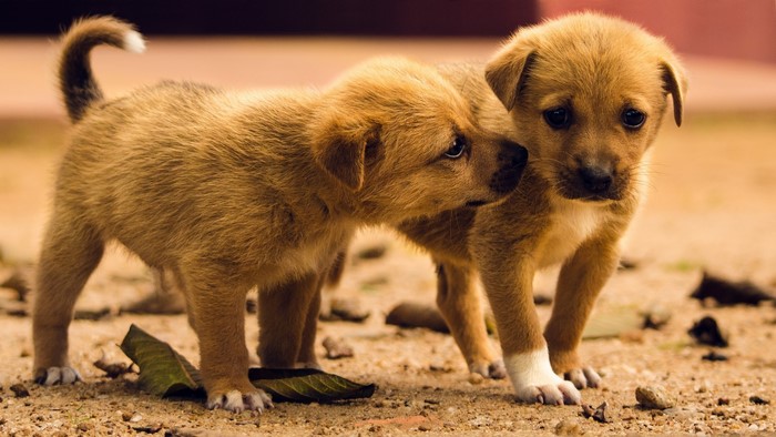 Two puppies on sandy ground