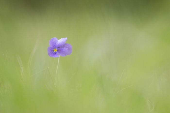 Purple pansy flower in green grass
