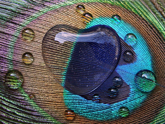 Close-up of a peacock feather with water drops in a heart shape