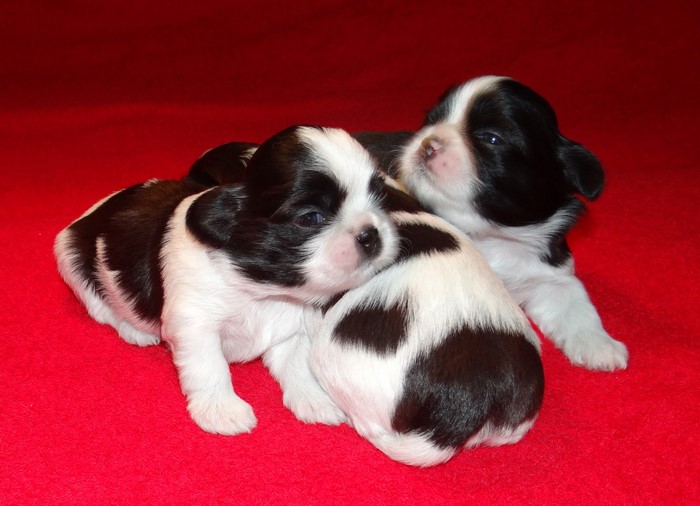 Two Shih Tzu puppies on a red background