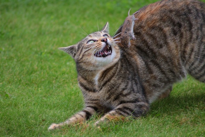 Cat attacking a mouse on grass