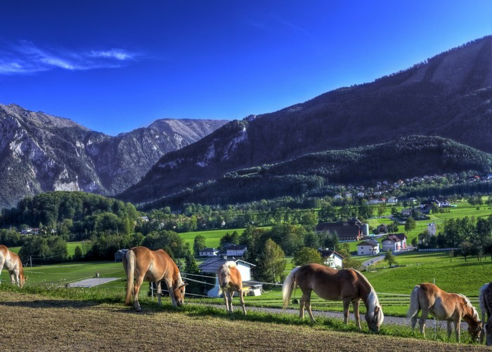 Horses grazing in a valley with mountains and village in Austria