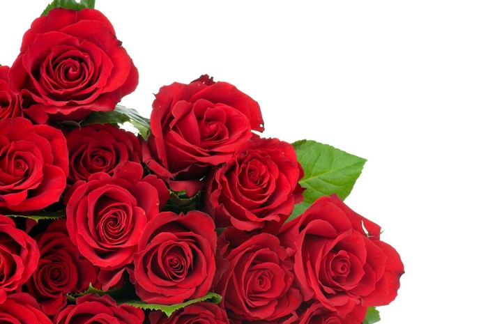 Red Roses Closeup
