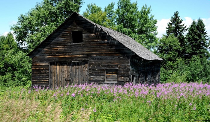 Old wooden barn in a field of purple flowers and green trees