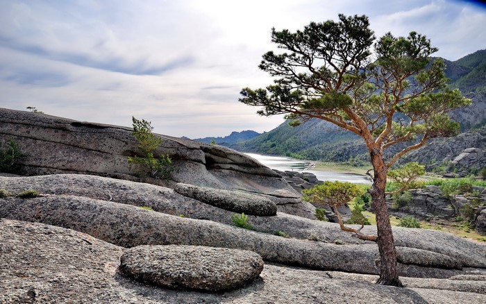 Rocky landscape with a pine tree and a lake