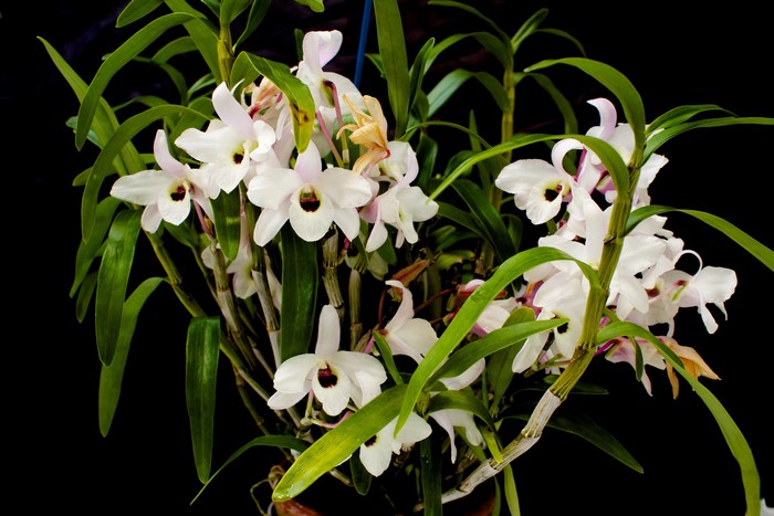 White orchids with dark centers on black background