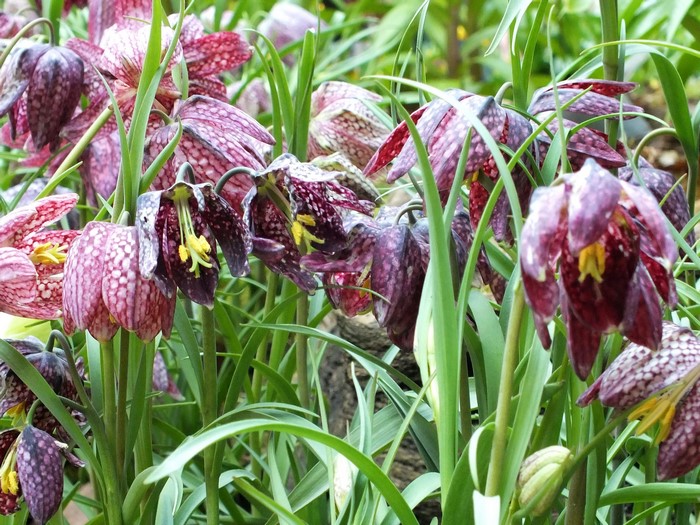 Fritillaria flowers in a garden