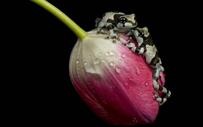 Two Amazon milk frogs on a tulip with water drops