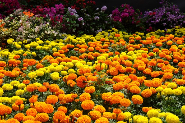 Field of Marigolds and Bougainvillea