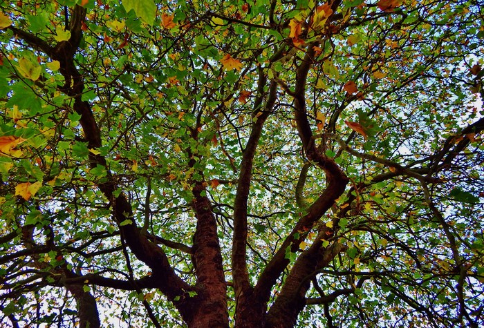 Looking up through autumn tree branches with colorful leaves