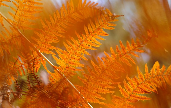 Autumn fern leaves in sunlight