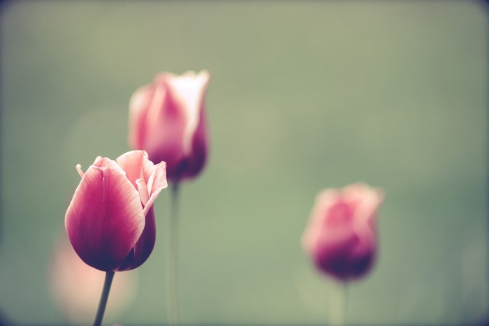 Pink tulips in soft focus