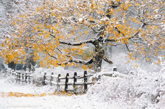 Autumn tree with yellow leaves covered in snow and a wooden fence