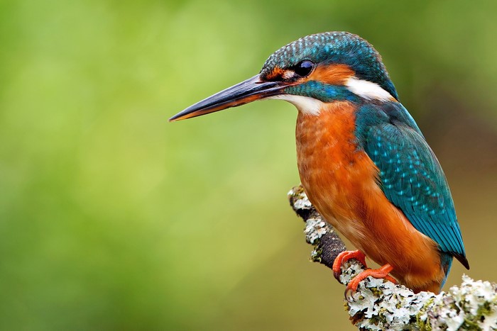 Common Kingfisher perched on a branch