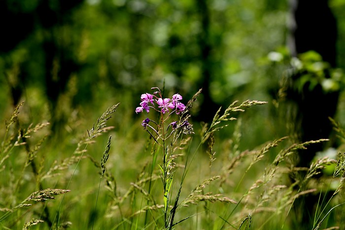 Purple flower in tall grass