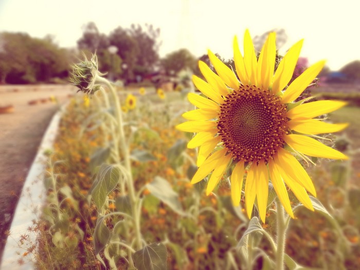 Sunflower and bud in a field