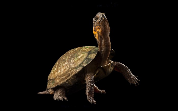 Turtle with yellow markings on black background