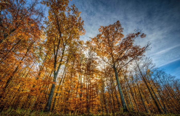 Autumn forest with sunbeams through trees