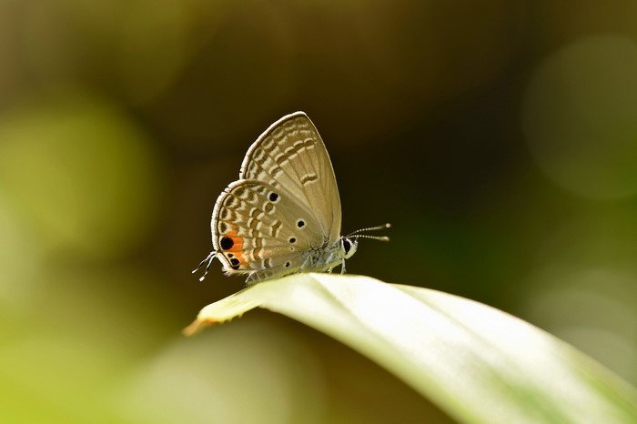 A small brown butterfly rests on a green leaf