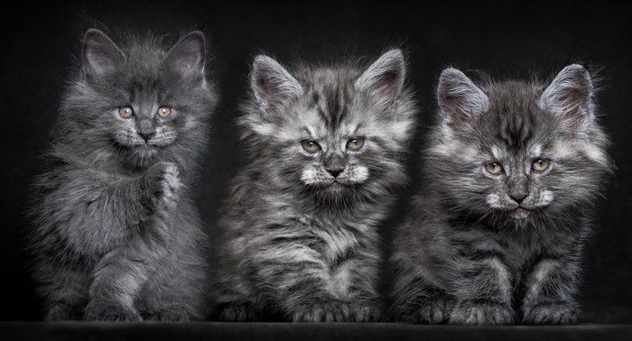Three fluffy grey kittens sitting against a black background
