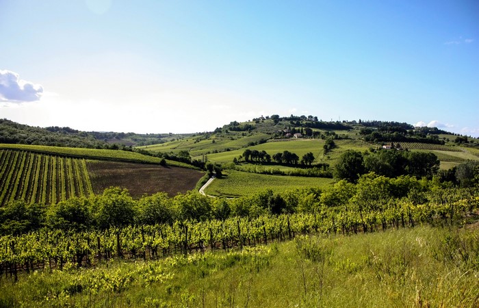 Vineyards and rolling hills in Tuscany, Italy