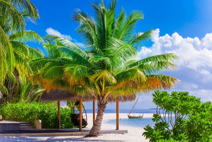 4K Tropical Beach with Palm Trees and Clear Sky