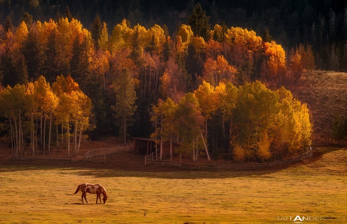 Horse grazing in a field with autumn trees
