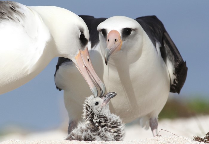Two albatrosses feeding a chick