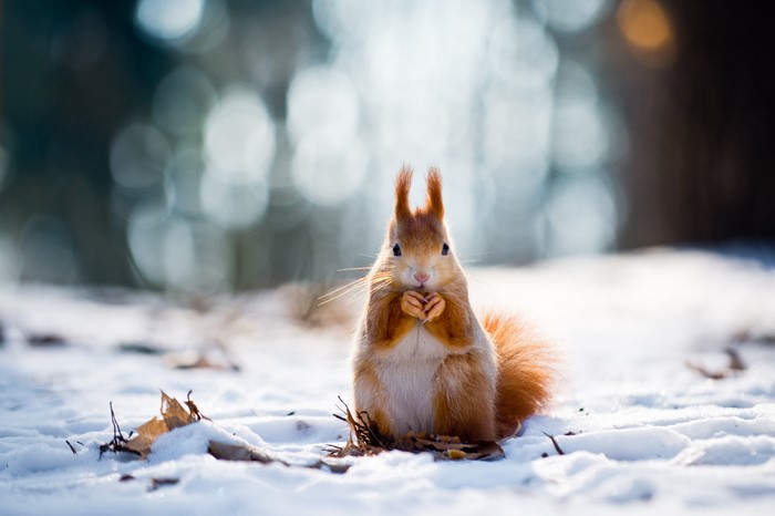 Squirrel in the snow