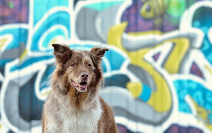 Brown Border Collie in front of graffiti wall