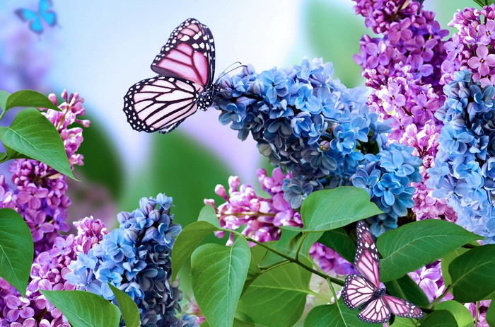 4K Lilac and Butterflies Closeup