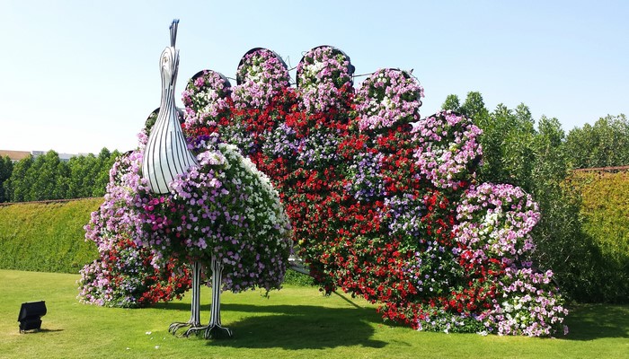 Peacock flower sculpture in Miracle Garden, Dubai, UAE