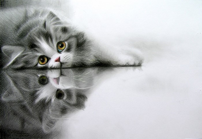 Cat looking at its reflection