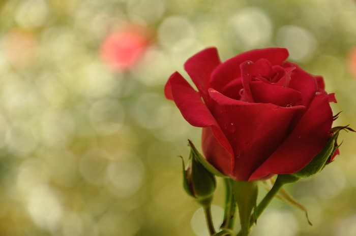Red rose with buds and bokeh background