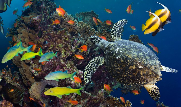 Colorful Underwater Scene with Turtle and Tropical Fish