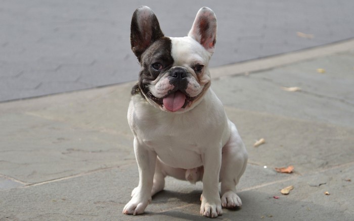 French Bulldog sitting on pavement