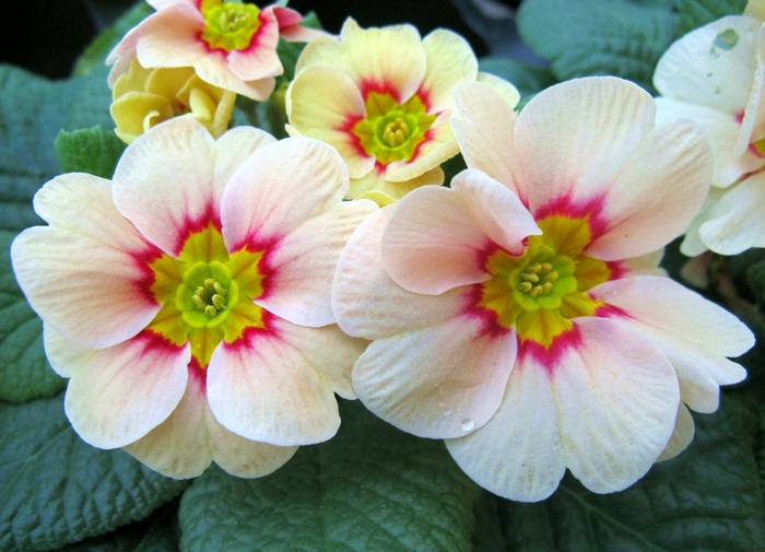 Close-up of pale pink and yellow primroses